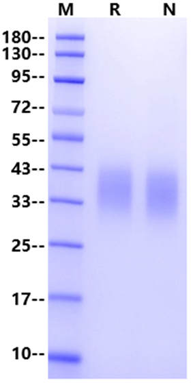 CD47 His Tag Protein, Mouse