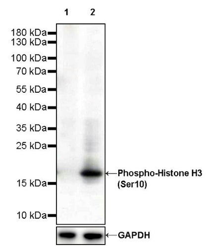 Phospho-Histone H3 (Ser10) Recombinant Rabbit mAb (S-960-58)
