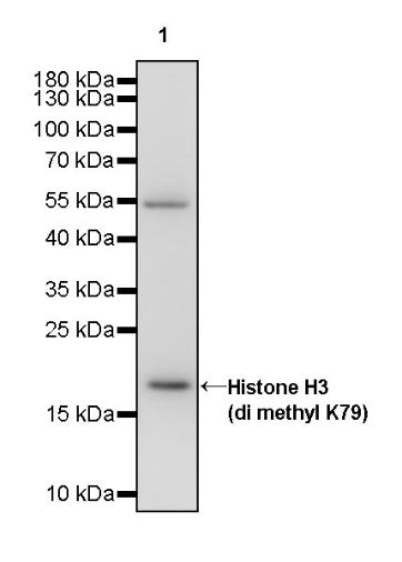 Histone H3 (di methyl K79) Recombinant Rabbit mAb (S-861-22)