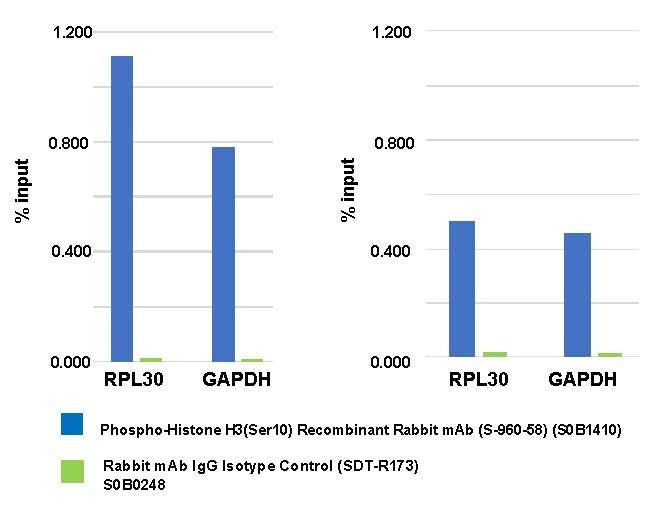 Phospho-Histone H3 (Ser10) Recombinant Rabbit mAb (S-960-58)