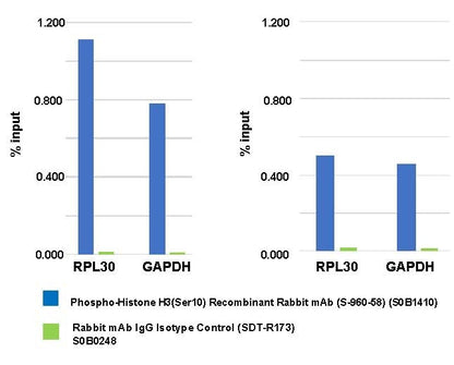 Phospho-Histone H3 (Ser10) Recombinant Rabbit mAb (S-960-58)