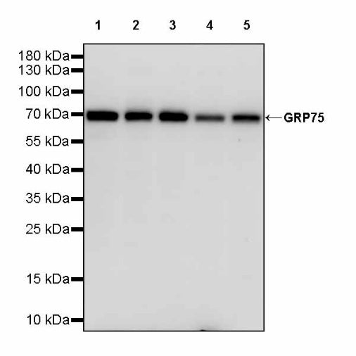 GRP75 Rabbit Polyclonal Antibody