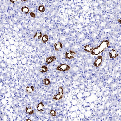 AQP2 Recombinant Rabbit mAb (SDT-2149-19)