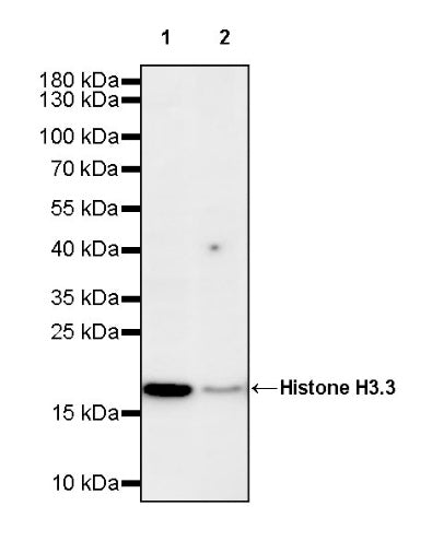 Histone H3.3 Recombinant Rabbit mAb (S-3883)
