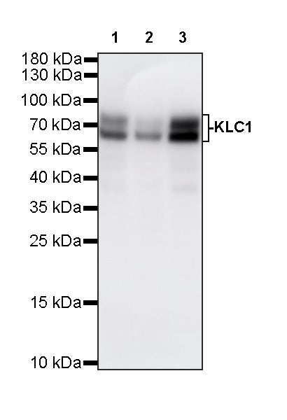 KLC1 Recombinant Rabbit mAb (S-4556-8)