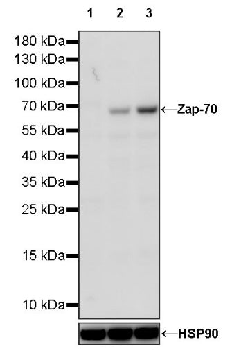 Zap-70 Recombinant Rabbit mAb (S-1249-32)