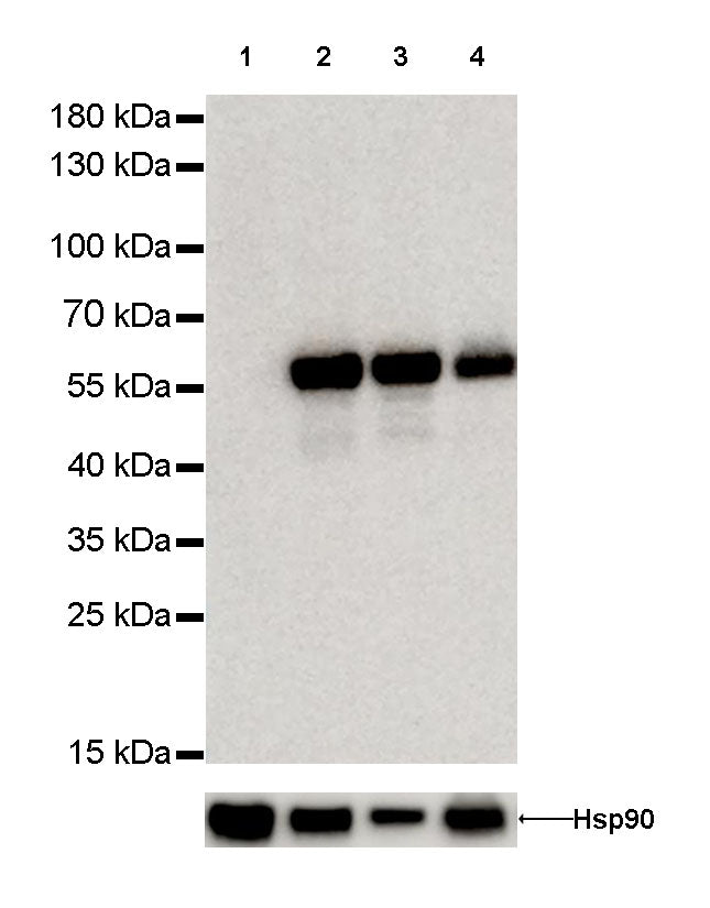 Vimentin Recombinant Rabbit mAb,PBS Only (SDT-029-20)