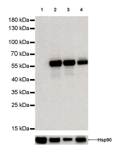 Vimentin Recombinant Rabbit mAb,PBS Only (SDT-029-20)