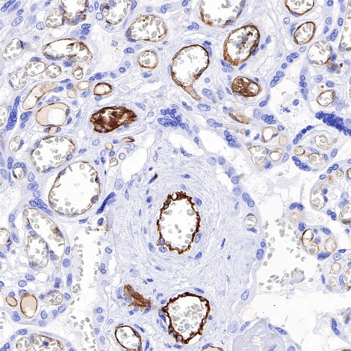 ICAM-2 Recombinant Rabbit mAb (S-R359)
