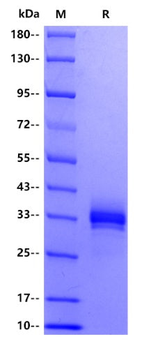 Human CD326/EPCAM Protein, His Tag