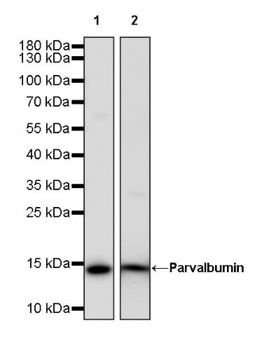 Parvalbumin Recombinant Rabbit mAb (S-1620-10)