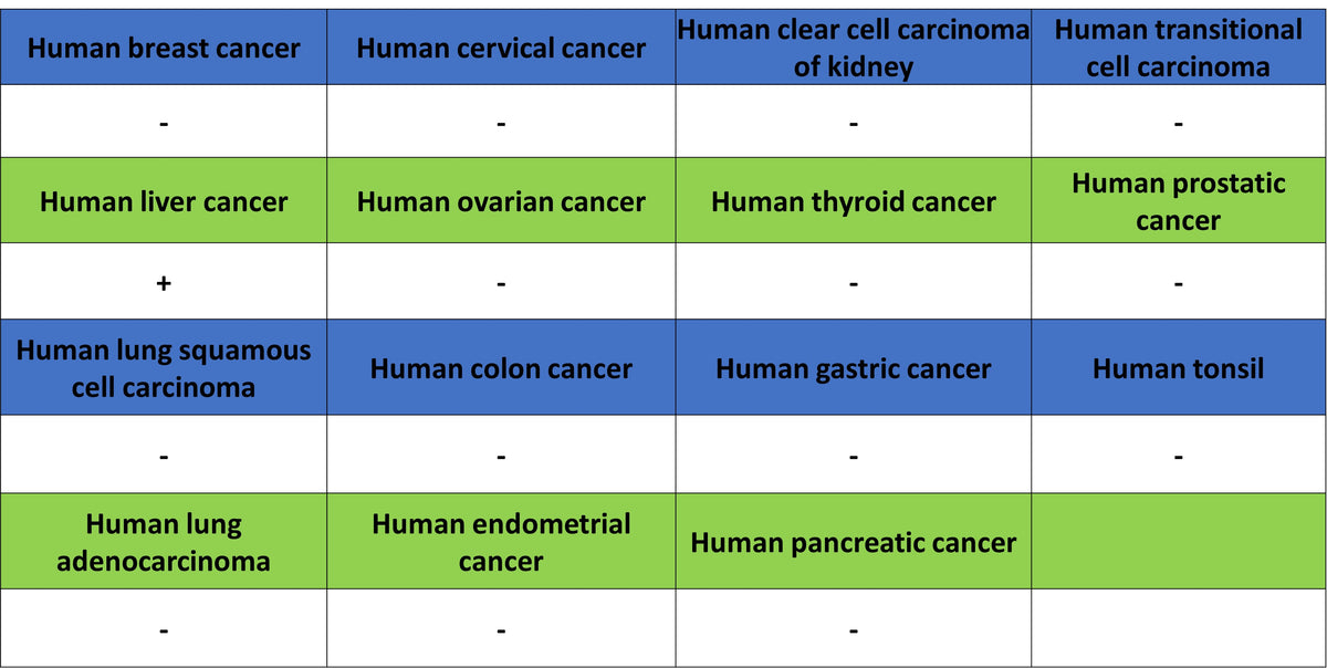 CYP3A4 Recombinant Rabbit mAb (S-2281-146)