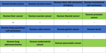 CYP3A4 Recombinant Rabbit mAb (S-2281-146)