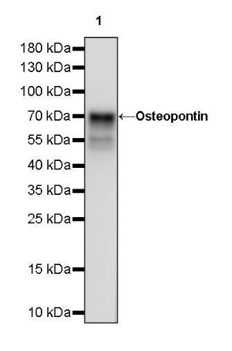 Osteopontin Recombinant Rabbit mAb (S-1005-50)