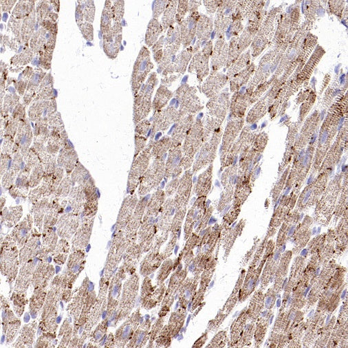 UQCRC2 Recombinant Rabbit mAb (S-1890-227)