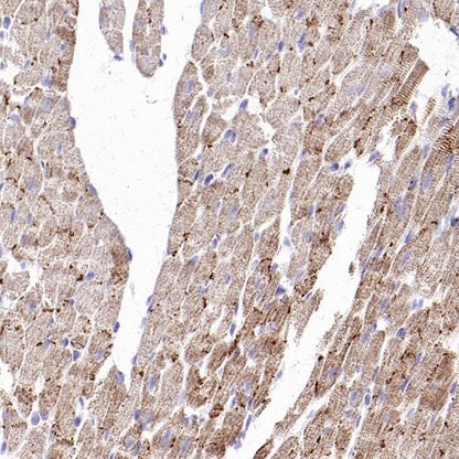 UQCRC2 Recombinant Rabbit mAb (S-1890-227)