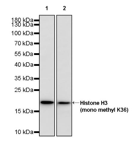 Histone H3 (mono methyl K36) Recombinant Rabbit mAb (S-859-505)