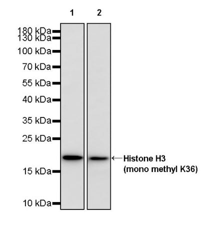 Histone H3 (mono methyl K36) Recombinant Rabbit mAb (S-859-505)