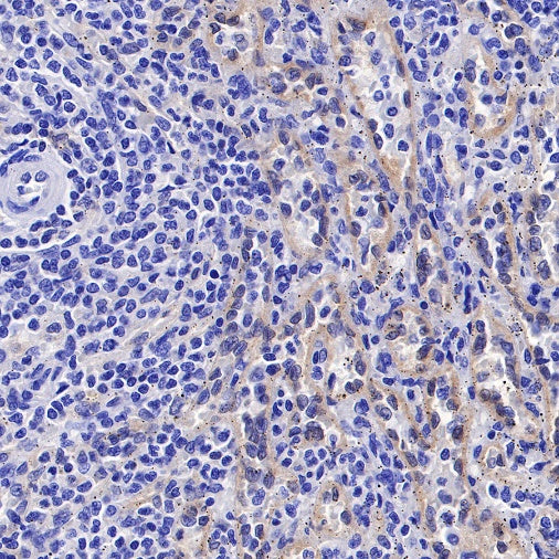 GBP1 Recombinant Rat mAb (S-R186)