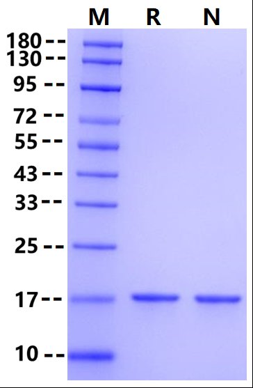 IL-1α Protein, Mouse