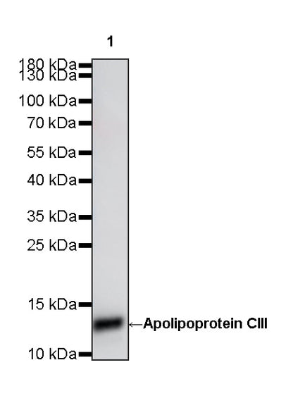 Apolipoprotein CIII Recombinant Rabbit mAb (S-5408)