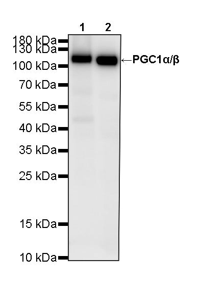 PGC1α/β Recombinant Rabbit mAb