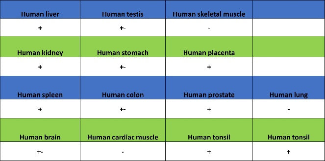 Cyclin B1 Recombinant Rabbit mAb (S-1407-224)