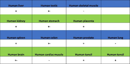 Cyclin B1 Recombinant Rabbit mAb (S-1407-224)