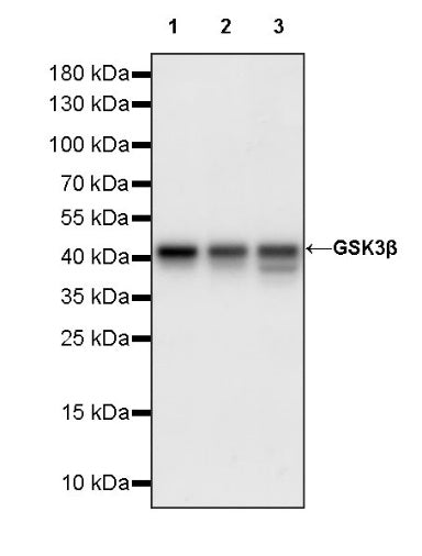 GSK3β Recombinant Rabbit mAb (S-1209-102)