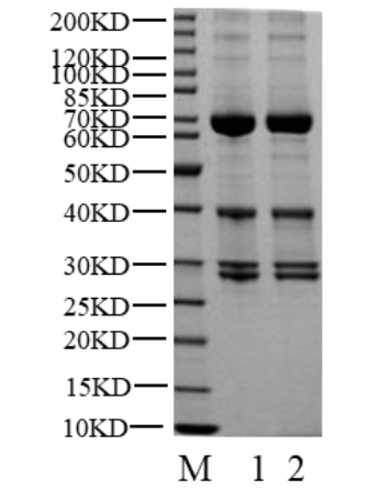 CDK15/Cyclin Y Protein