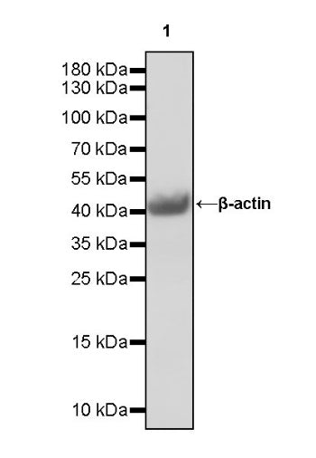 β-actin Recombinant Rabbit mAb (HRP Conjugate) (S-R015)