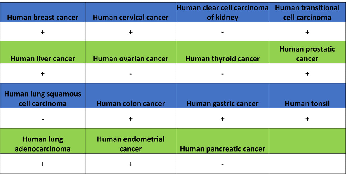 FOXA1 Recombinant Rabbit mAb (S-4339)