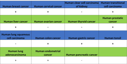 FOXA1 Recombinant Rabbit mAb (S-4339)