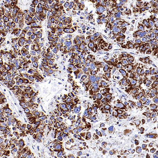 ATP5A Recombinant Rabbit mAb (S-1542-211)