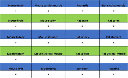 Angiopoietin-like 4/ANGPTL4 Recombinant Rabbit mAb (S-1605-42)