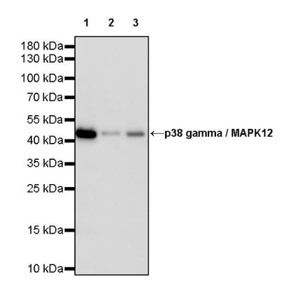 p38 gamma/MAPK12 Recombinant Rabbit mAb (S-1253-50)