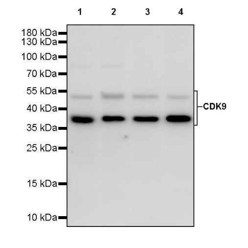 CDK9 Rabbit Polyclonal Antibody