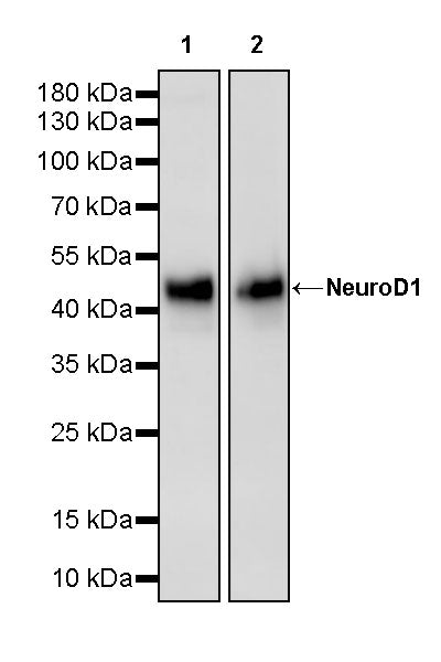 NeuroD1 Recombinant Rabbit mAb (S-3843-10)