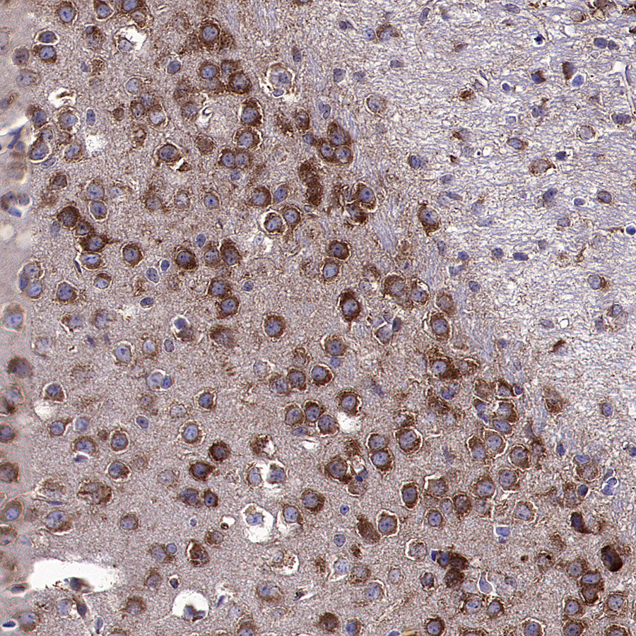 HSP90 alpha/beta Recombinant Mouse mAb (S-5282)