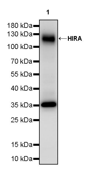 HIRA Recombinant Rabbit mAb (S-2928-13)