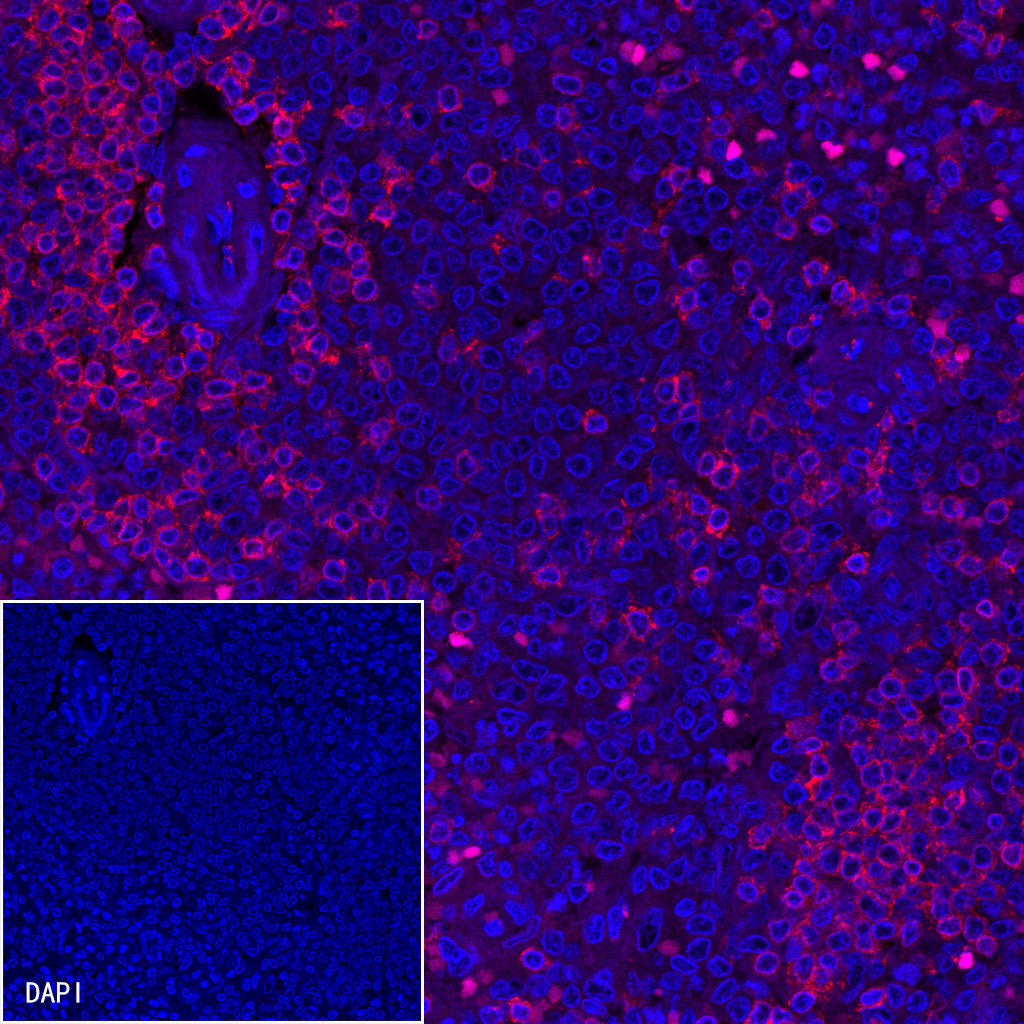 CD3 epsilon Mouse mAb,PBS Only (SDT-570-36)