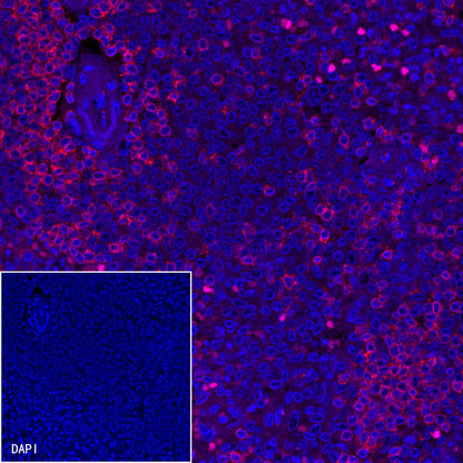 CD3 epsilon Mouse mAb,PBS Only (SDT-570-36)