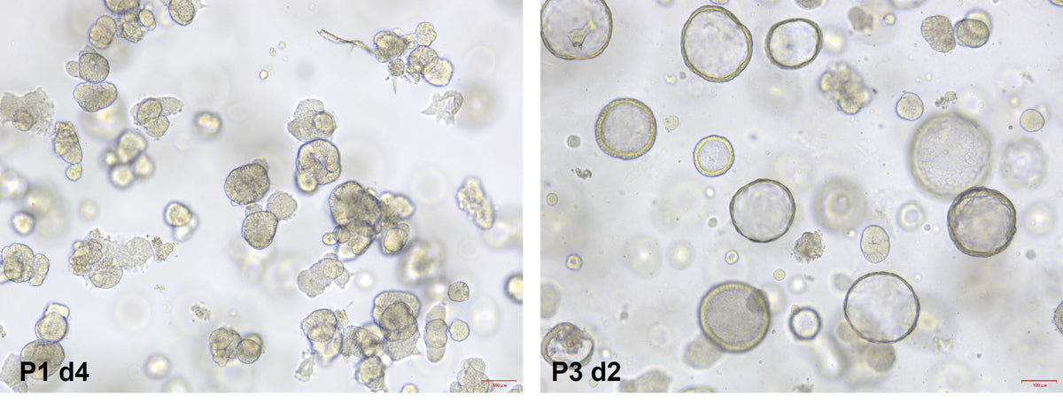 Activin A Protein, Human/Mouse/Rat (High Active）