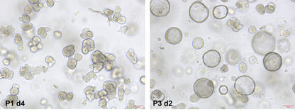 Activin A Protein, Human/Mouse/Rat (High Active）