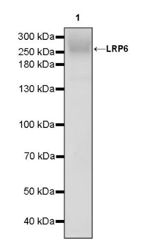 LRP6 Recombinant Rabbit mAb (S-1444-274)