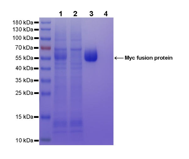Rabbit Anti-Myc Tag Magnetic Agarose