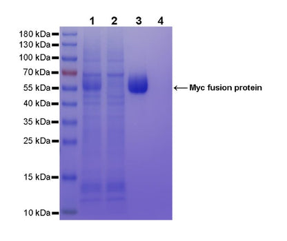 Rabbit Anti-Myc Tag Magnetic Agarose