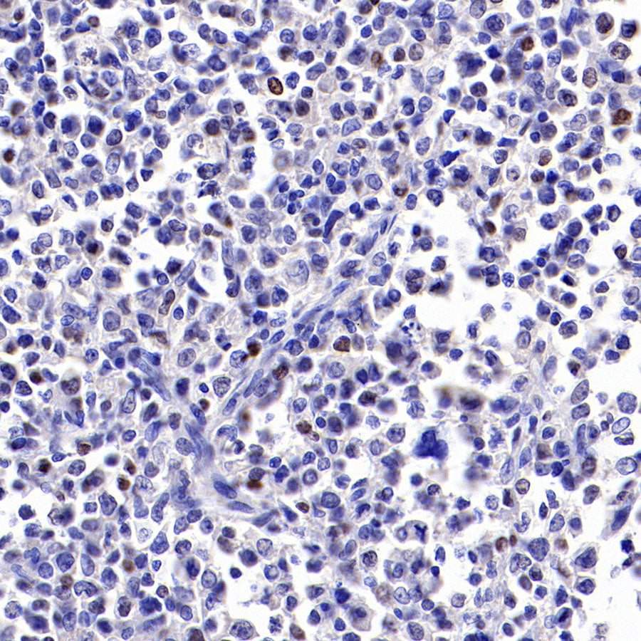 S-RMab® c-Myc Recombinant Rabbit mAb (SDT-R138)