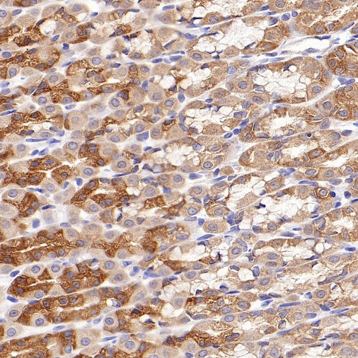 eIF5A Rabbit Polyclonal Antibody