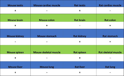 S-RMab® Caspase-7 Recombinant Rabbit mAb (S-1539-42)